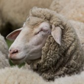звуки животных - овцы