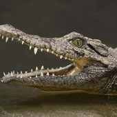 Звуки Животных - Крокодил