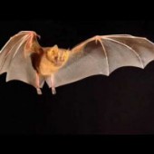 Звуки животных - Летучая мышь