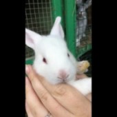 Звуки животных - Крик зайца