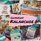 ChipaChip - KALANCHOE