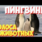 Звуки животных - Пингвин