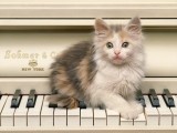 Звуки Животных  - Мурлыканье Кошки