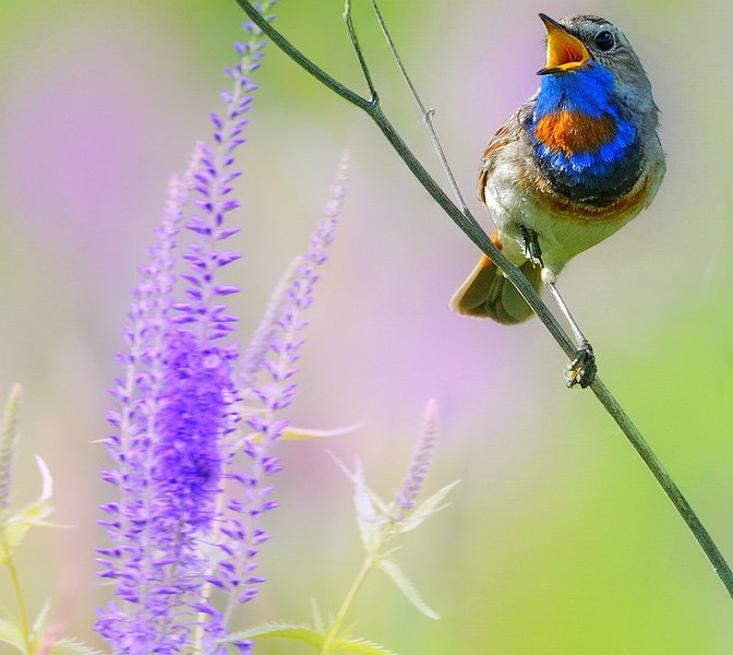 Звуки Природы - Красивое Пение Птиц